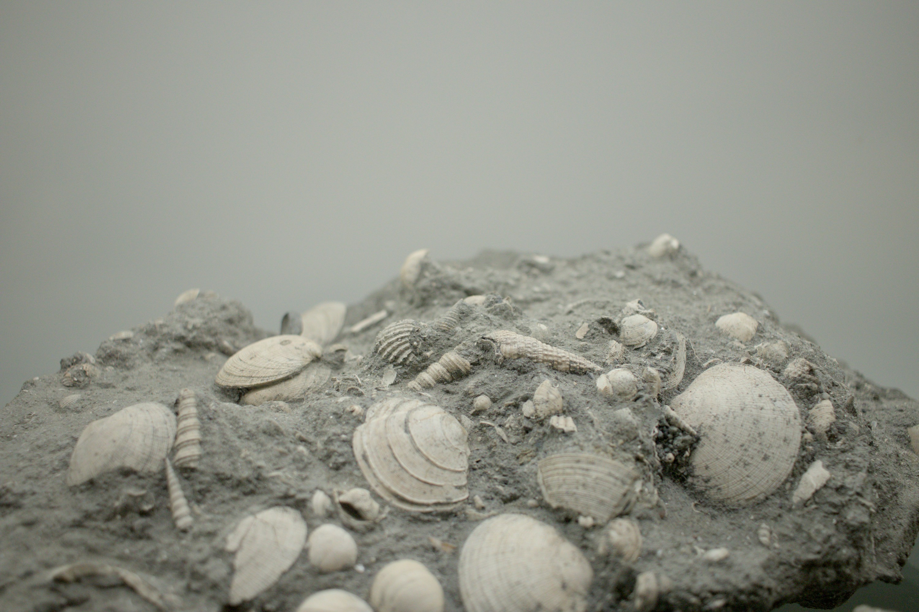 Marine Fossils